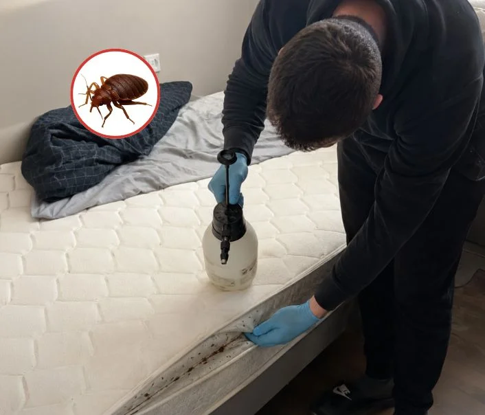 Technicien traitant un matelas contre les punaises de lit à Le Mée-sur-Seine